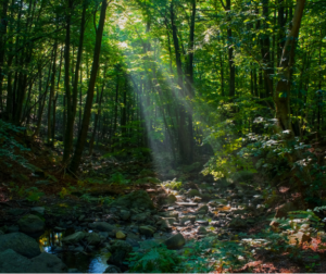 sun streams through the trees in the woods