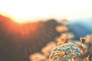 the sun shines on white flowers