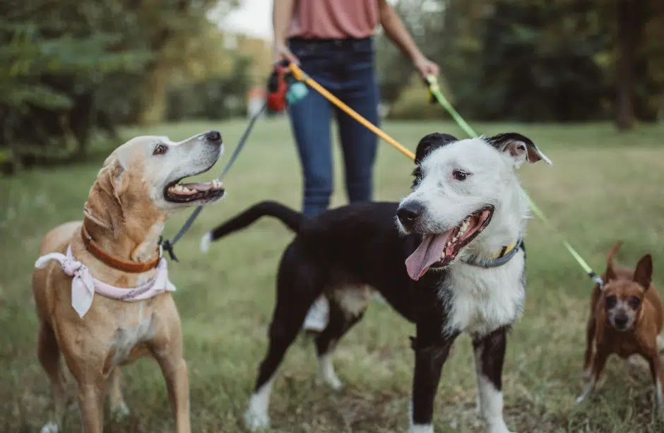 Pet Care Solutions When Entering Drug Rehabilitation