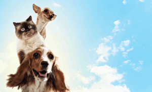 When Rehab Means Leaving Your Pets Behind